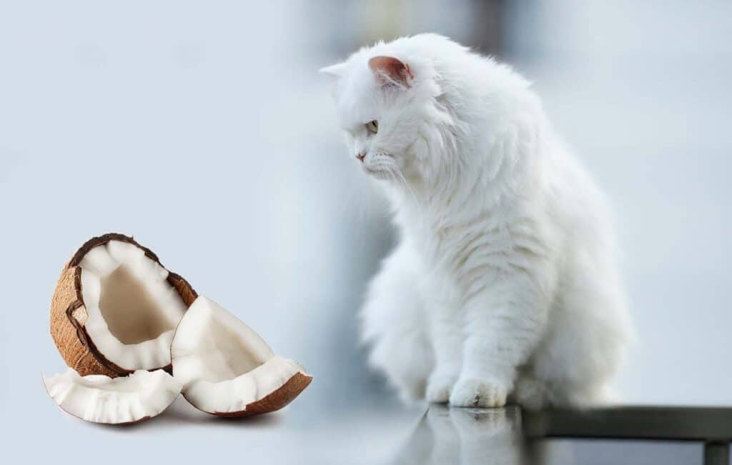 Кокос не входит в число вредных для кошек продуктов
