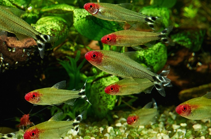 Родостомус — красноносая тетра2