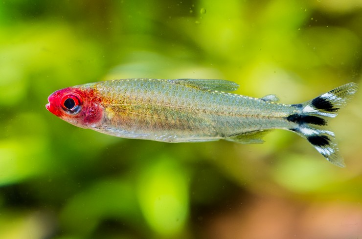 Родостомус — красноносая тетра1