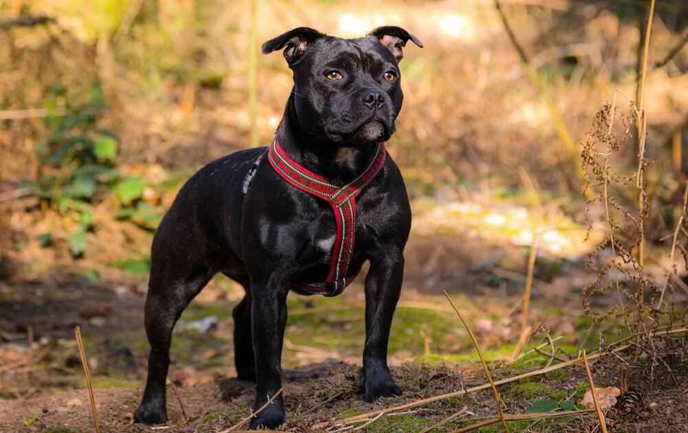 Стаффордширский бультерьер