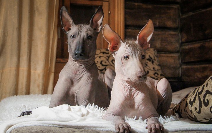 Ксолоитцкуинтли (шолоицкуинтли)