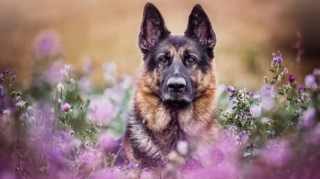 Самые преданные породы собак