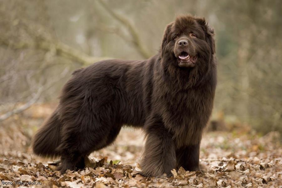 Ньюфаундленд