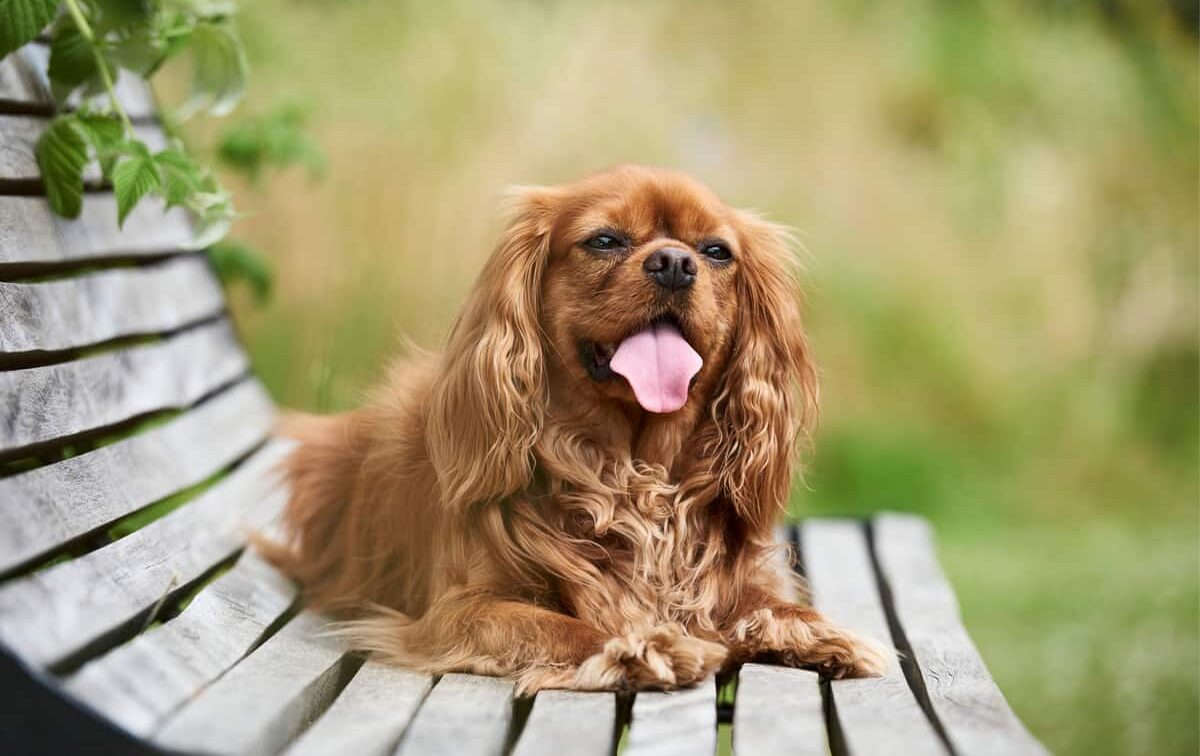 Кавалер-кинг-чарльз-спаниель