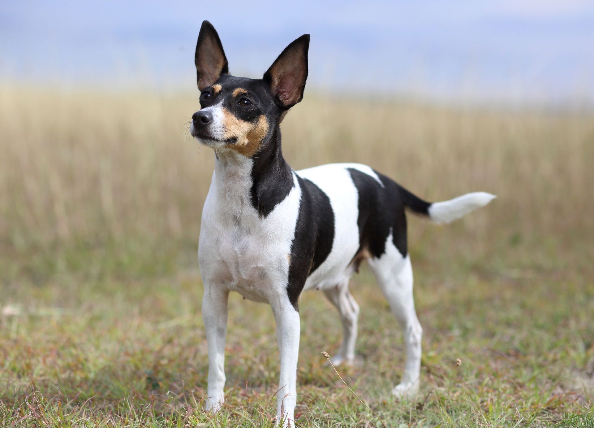 Той-фокстерьер