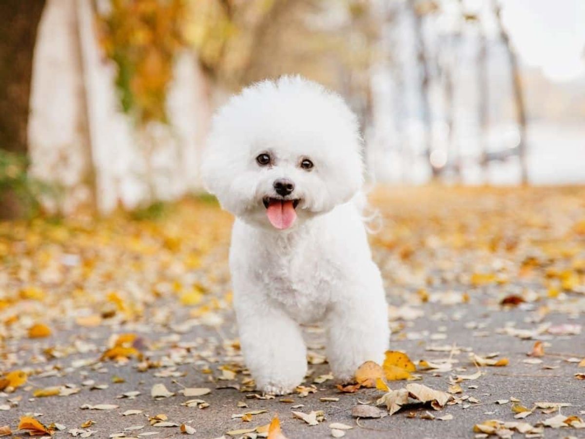 Бишон фризе