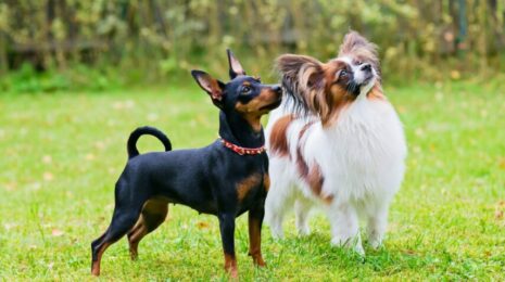 Декоративные породы собак