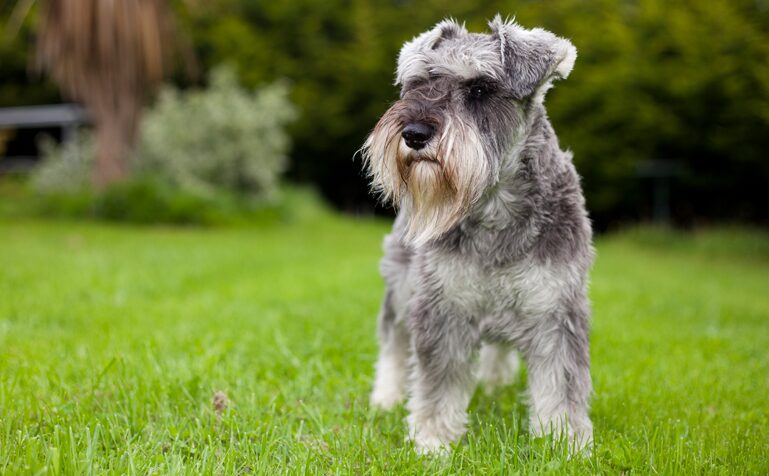 Цвергшнауцер