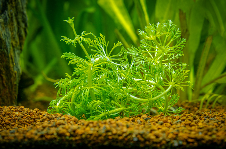 Лимнофила сидячецветковая2