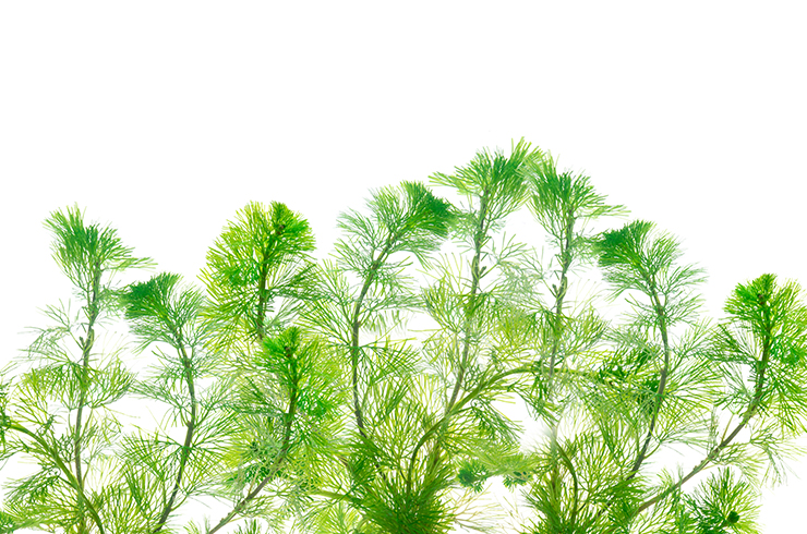 Лимнофила сидячецветковая4