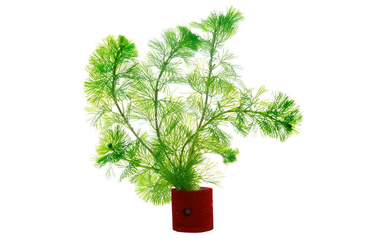 Лимнофила сидячецветковая1