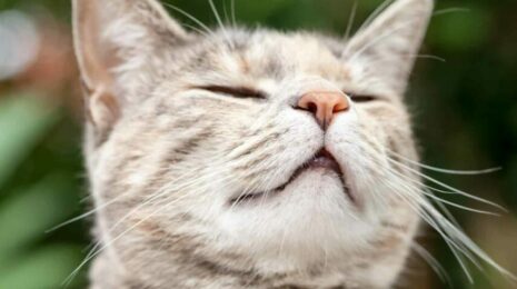 Почему кошкам нравится запах хлорки?