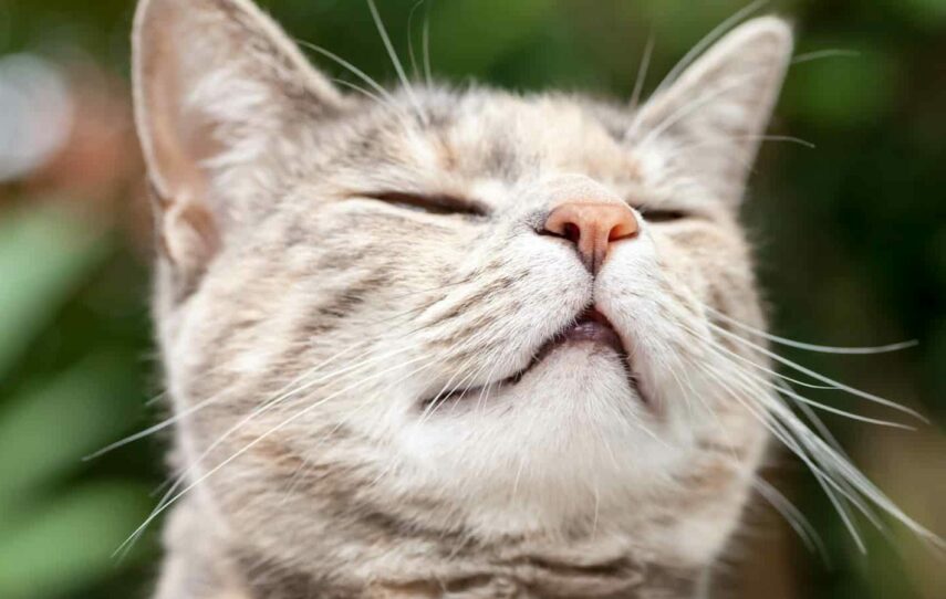 Почему кошкам нравится запах хлорки?