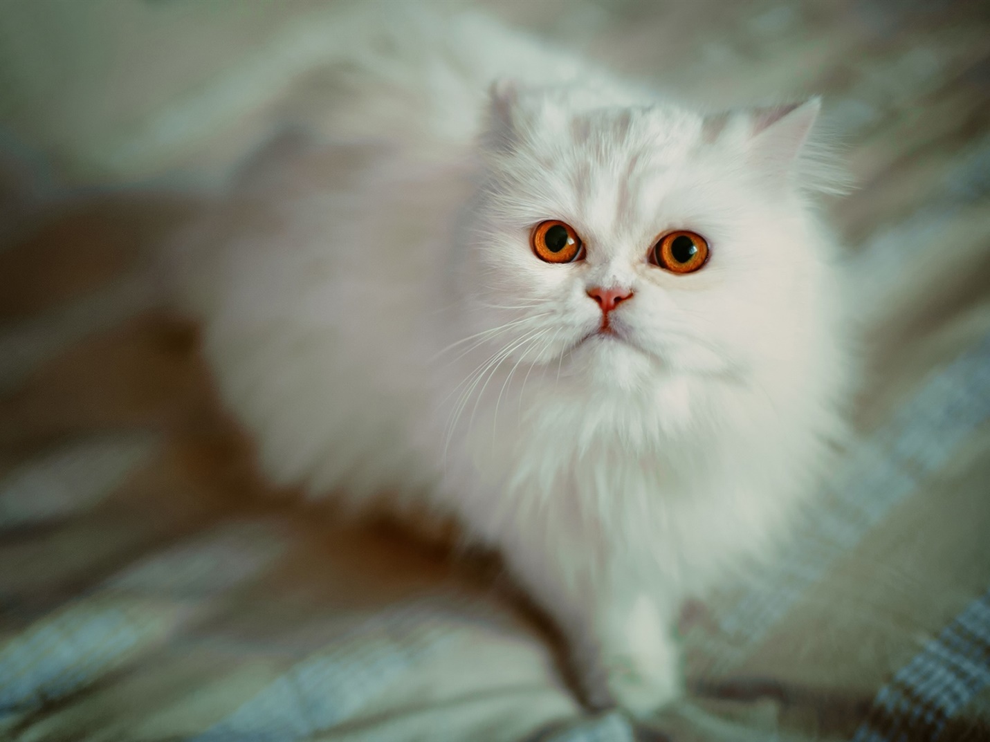 Почему у кошки красные глаза?