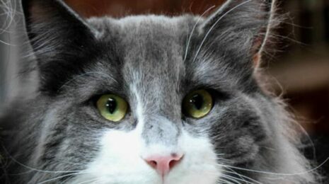 Почему у кошки красные глаза?