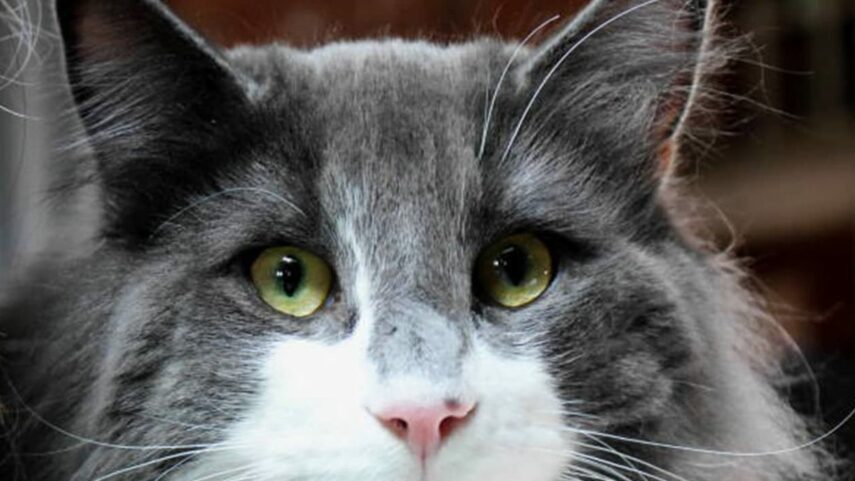 Почему у кошки красные глаза?