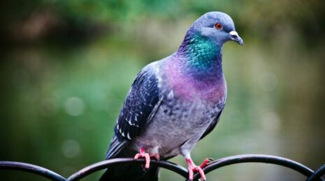 Виды голубей и места их обитания